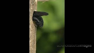 CARPENTER BEE ENTERING NEST HOLE, SLOW MOTION