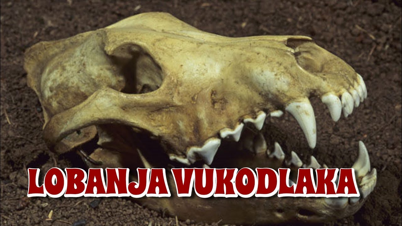 Ready go to ... https://youtu.be/IBIQ6u0X6kc [ LOBANJA VUKODLAKA PRONAÄENA U MAKEDONIJI | VUKODLACI NA BALKANU]