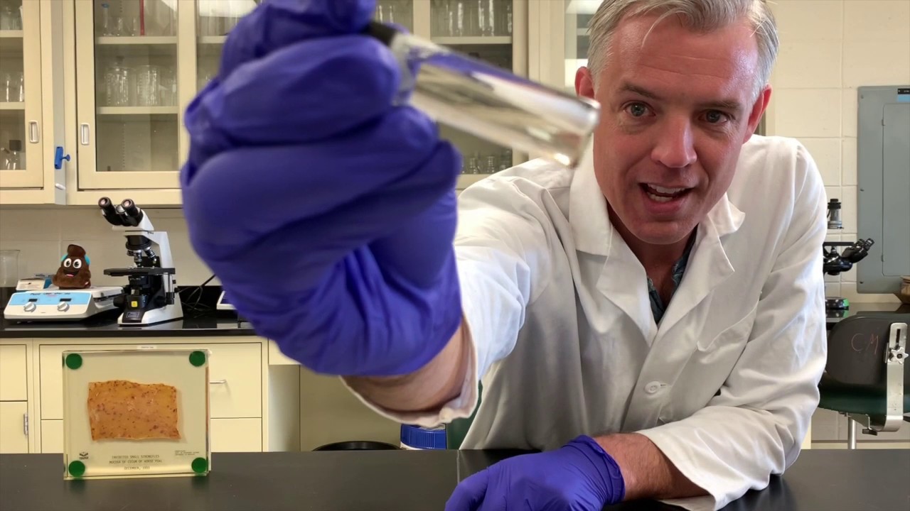 The Parasite Journey of the Horse 3