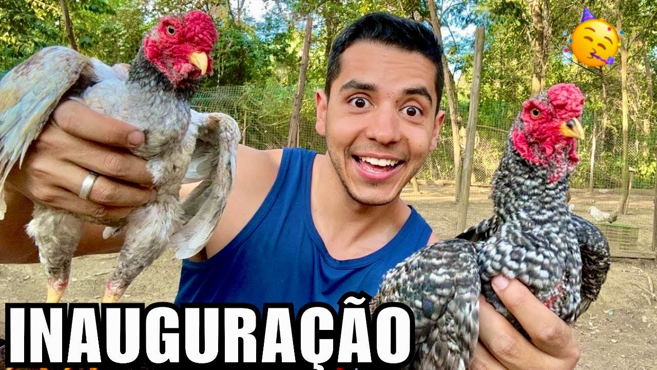 Muita palha para os cisne Branco | Inaugurando novo galinheiro de Ko-Shamo | Aves Recriar