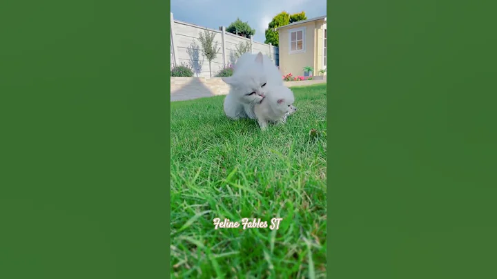 Video 10803351: persian cat sound, cat cutecat funnycatvideos, kitten meowing