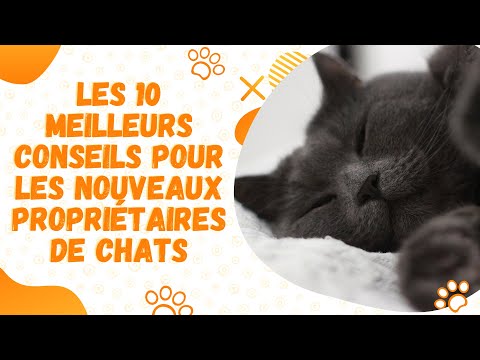 Vidéo: 10 Conseils Pour Les Nouveaux Propriétaires De Chats