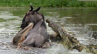 Crocodile attack the wildebeest