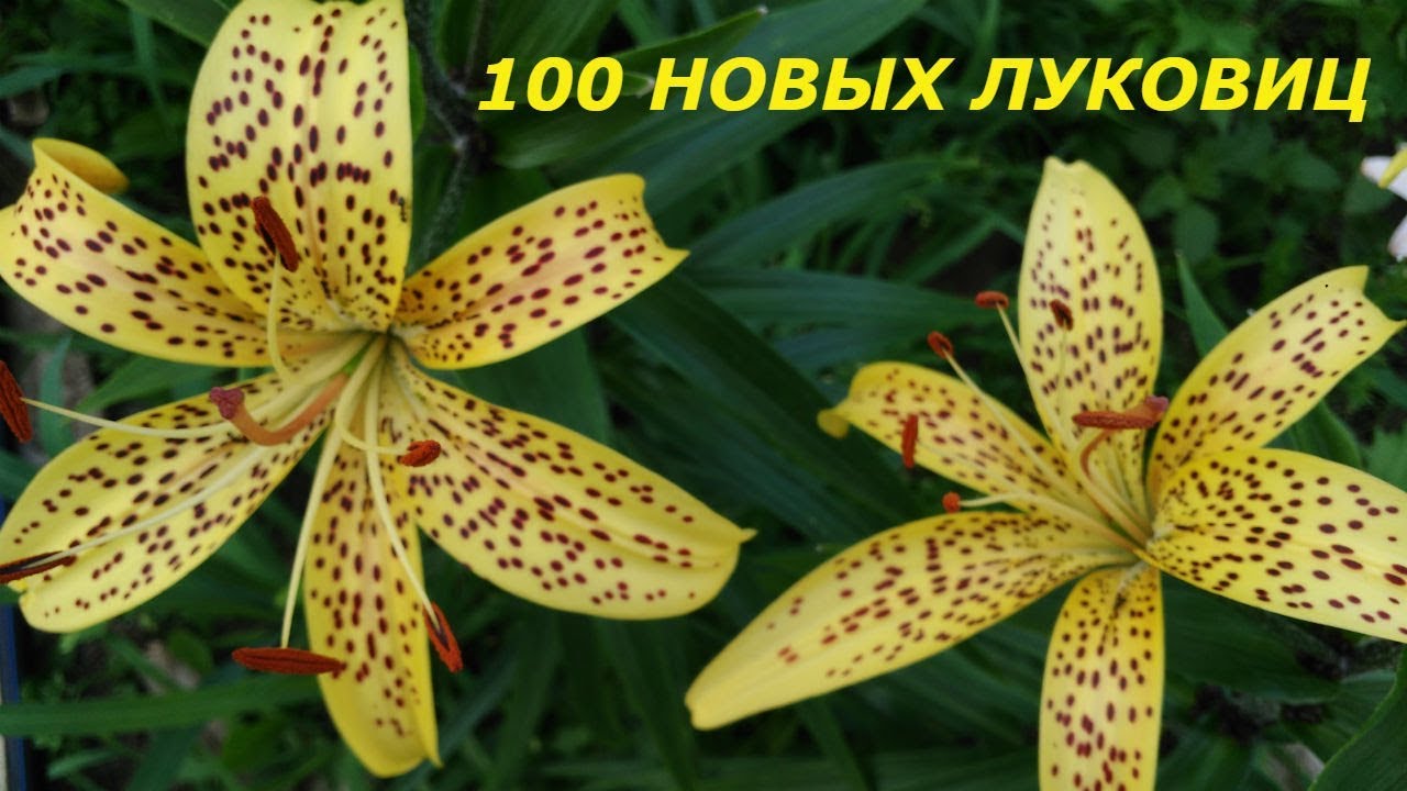 ЛИЛИИ И ГЛАДИОЛУСЫ.. 100 НОВЫХ ЛУКОВИЦ ЧЕРЕЗ ИНТЕРНЕТ..ОБЗОР СОРТОВ ...