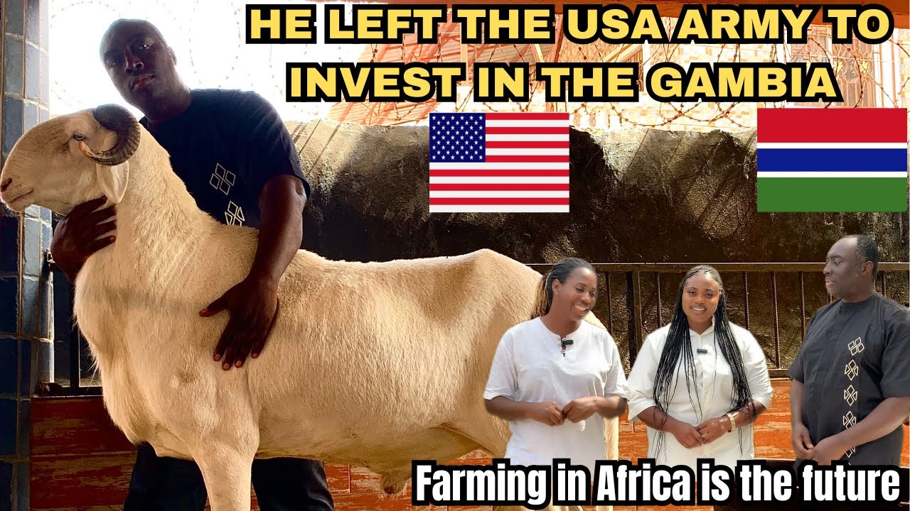 A Gambian who left the US Army to build the biggest sheep farm in the gambia 🇬🇲