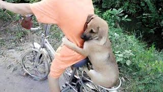 ¡Amistad increíble! Animales salvajes mostrando amor hacia los humanos