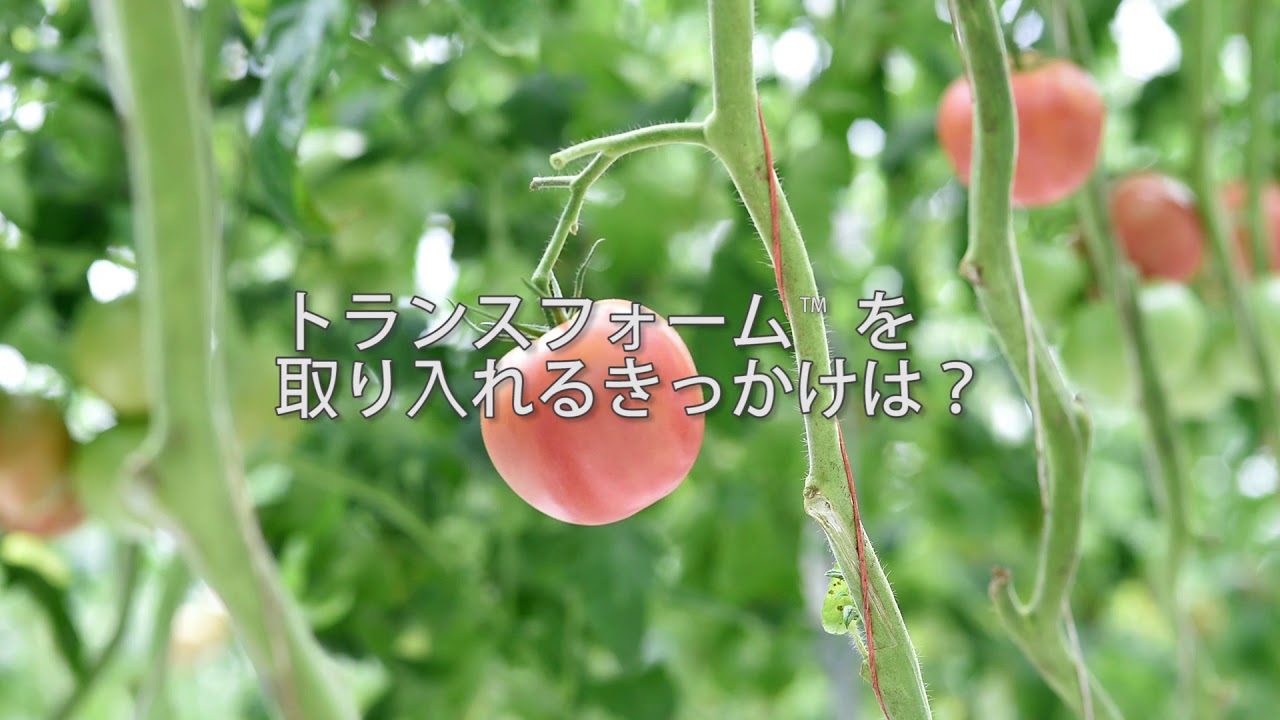 トマトハウスのコナジラミ防除 スマートアグリカルチャー磐田様のトランスフォームフロアブル使用例 Youtube