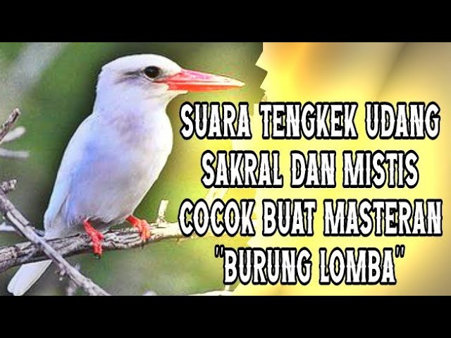 🔴TEMBAKA TENGKEK UDANG SAKRAL DAN MISTIS BIKIN LAWAN MERINDING class=