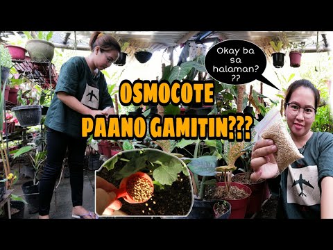 Video: Pagpapakain ng Halaman ng Alocasia - Paano At Kailan Papataba sa mga Halaman ng Alocasia