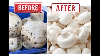 This is how I clean mushrooms by Food Chain TV 5,758 views 9 months ago 1 minute, 54 seconds