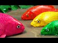 Stop Motion ASMR - The Most Beautiful Colorful KOI Catching Strange Catfish | Mud Cooking Experiment