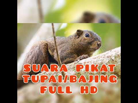Full HD suara pikat BAJING (TUPAI) SUPER JERNIH dan 100 % REALL