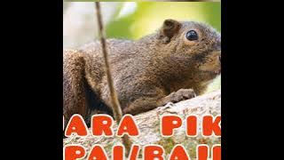 Full HD suara pikat BAJING (TUPAI) SUPER JERNIH dan 100 % REALL