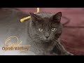 What Is This Cat Thinking? A Pet Psychic Offers an Answer. | The Oprah Winfrey Show | OWN