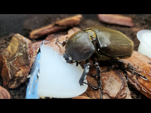 Time to get these Japanese beetles laying eggs! [Egg-laying setup