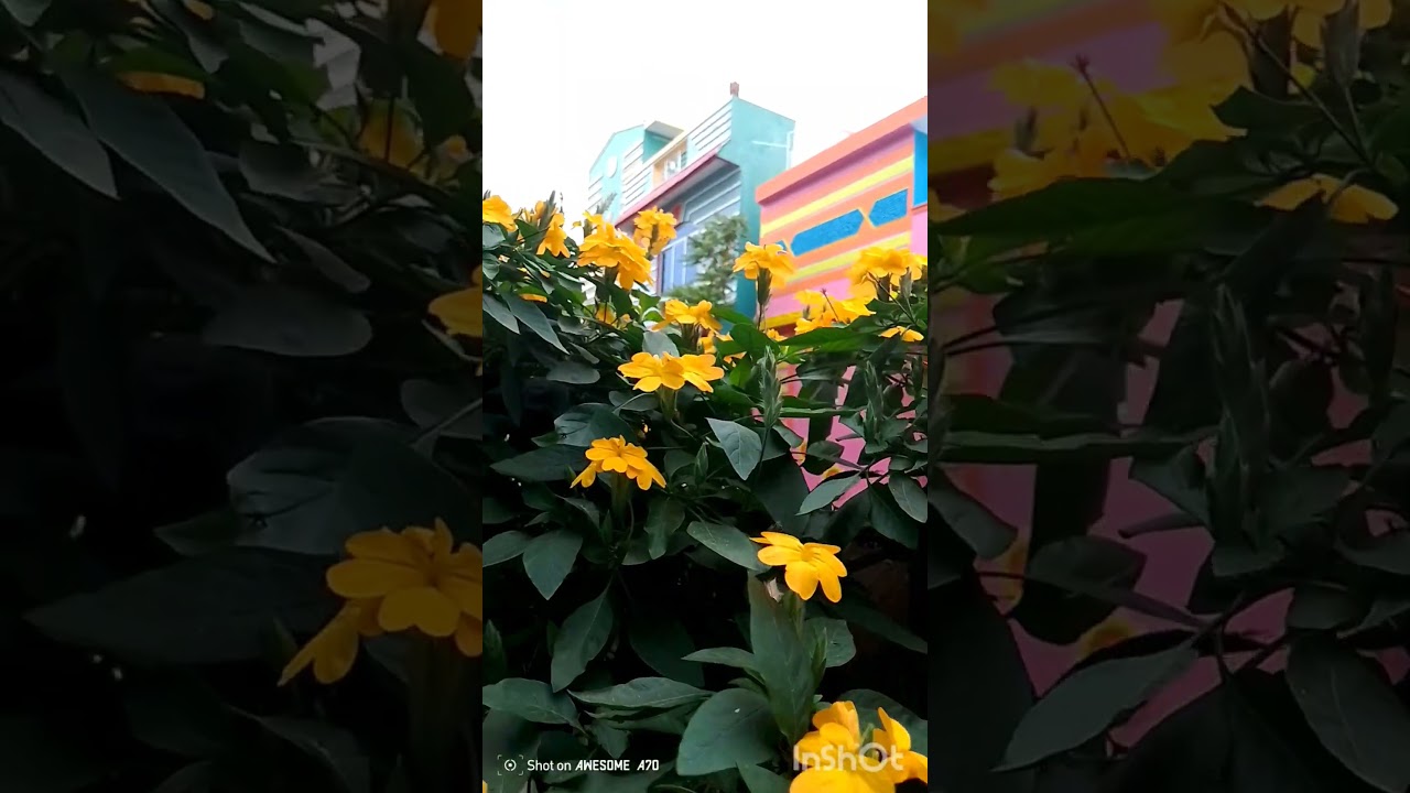 /wednesday/kolam/gardenflowers/savsav/sambar/புடலங்காய்sidish/god/home/tamilshorts/youtube/