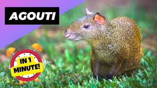 Agouti  The MindBlowing Memory Creature! | 1 Minute Animals