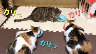 銀のスプーン 三ツ星グルメを猫3姉妹が初めて食べる！！