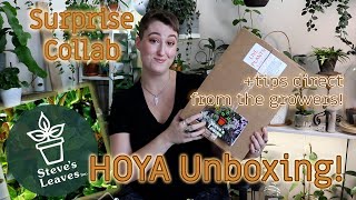 Steves Leaves Collab: Hoya Unboxing!! | DreamsofHoya @dreamsofhoya