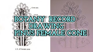BOTANY RECORD DRAWING - PINUS FEMALE CONE #artist #record #botany