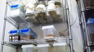 大幅規模縮小した我クワガタブリーディングエリア