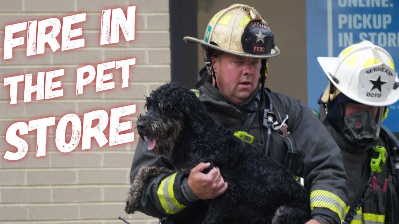 Quiet Walk through before a Pet Store fire and doggy rescue. YouTube