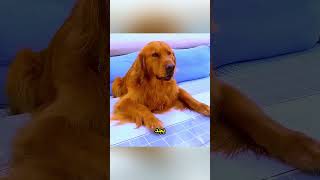 هذا الكلب صنع كعكة عيد ميلاد لصاحبه! النهاية مؤثرة جدًا 😭🐶#shorts