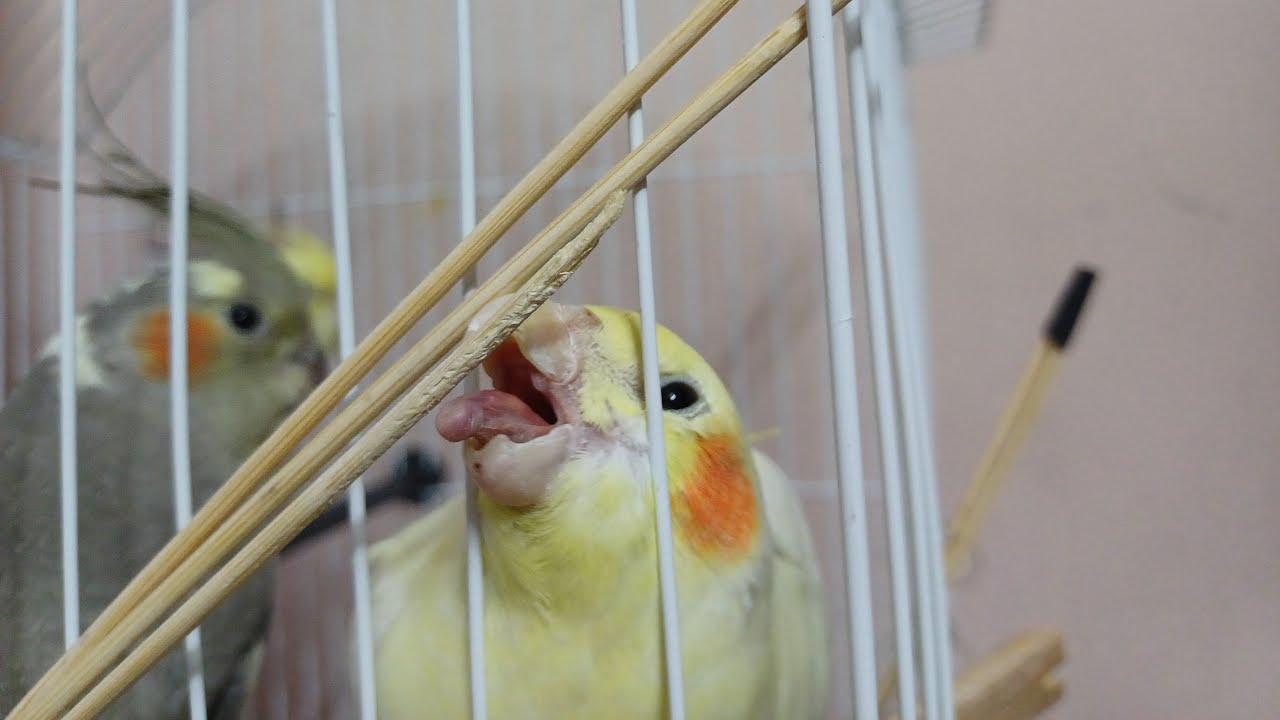 شاهد طيور الكوكتيل ومع أجمل التغريدات