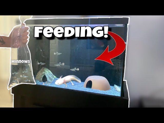 EXOTIC Creature EATS Live Fish!! EXOTIC Creature EATS Live Fish!!