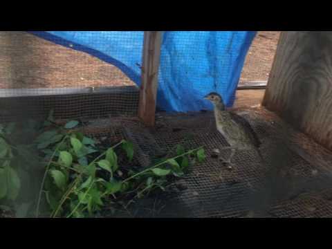 Ringneck Pheasant