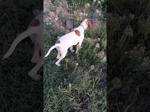 pointer av köpeği_ferma