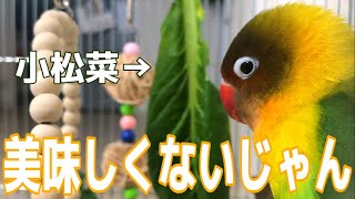 好き嫌い克服中の激おこぷんぷんインコ【ボタンインコ と暮らす#11】小松菜と鳴き声 【fischer's lovebird】bird sound