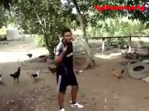 طريقه مسك الدجاج