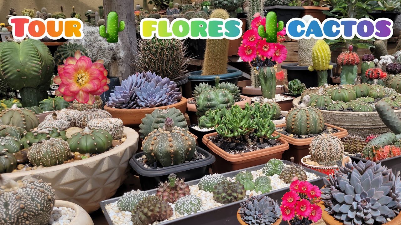 O jardim tá lindo, flores magníficas, nova bancada venha ver 💚🌵