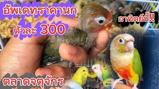 ด่วน! อัพเดทราคานกล่าสุด ตลาดจตุจักร ราคานกเเก้วหลักร้อย! เลิฟเบิร์ด กรีนชีค ซันคอนัวร์ ริงเน็ค