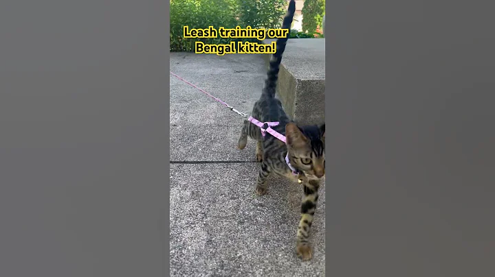 Video 10017781: training bengal, bengal kitten, leash training, cat pet fun, pets walking