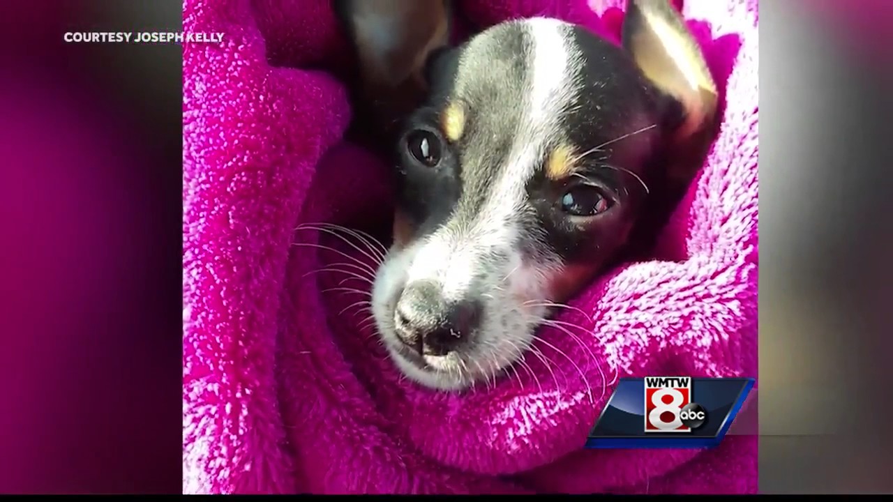 Charges likely after sick puppies sold by unlicensed pet shop