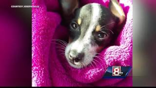Charges likely after sick puppies sold by unlicensed pet shop
