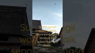 Download Lagu Suara pangil walet terbaik MP3