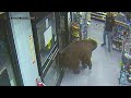 Caught on camera hungry bear inside store