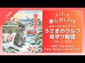 【今日のうさぎ 1/1】ウルフ(ネザーランドドワーフ)といっしょにまったり時間|Wolf the bunny (Netherland Dwarf Bunny) Live Stream