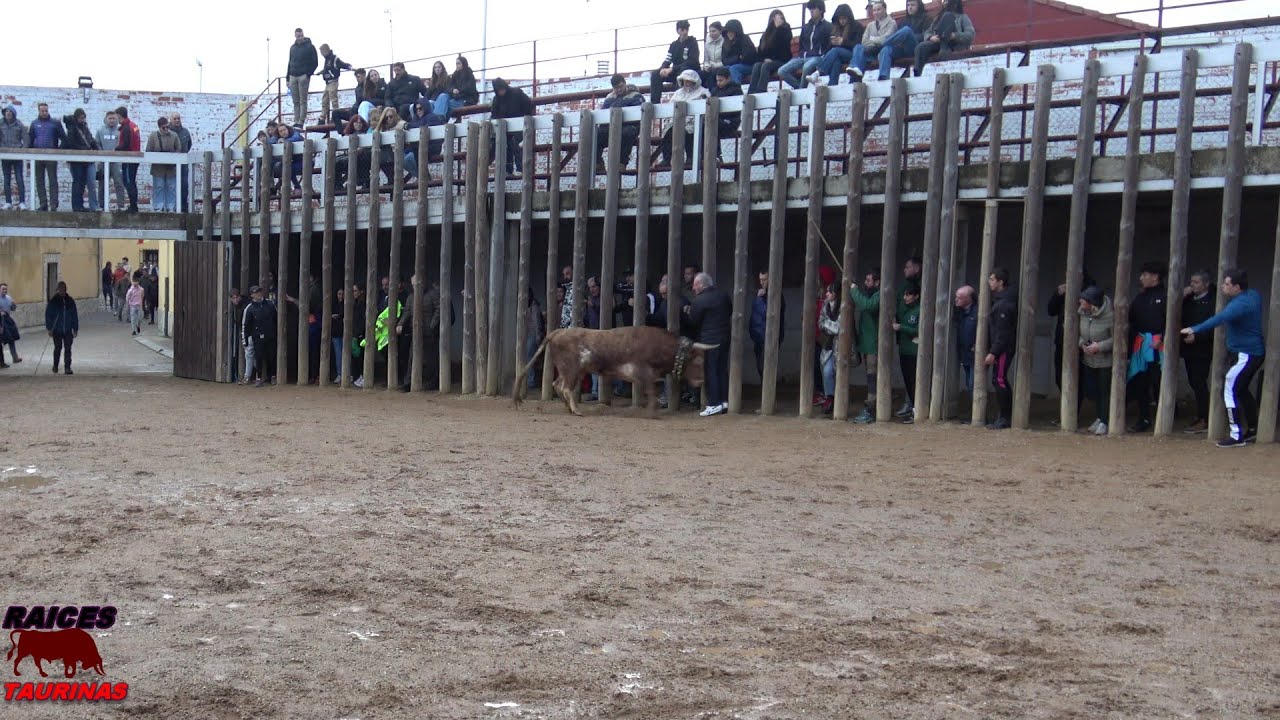 TOROS DE SAN MARTIN - TRASPINEDO (VA)- ENCIERRO URBANO DOMINGO 16/11/25