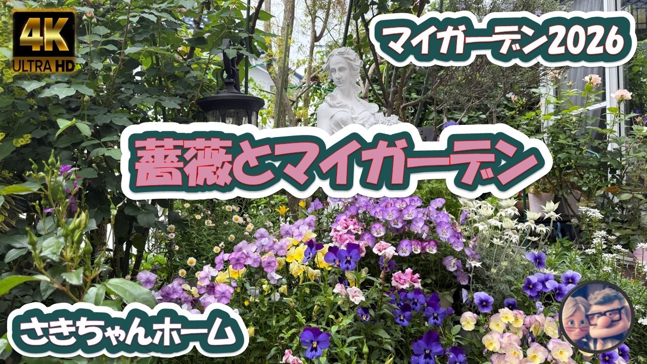 4K】2026年5月2日 🌹待ち焦がれたバラの花、クレマチスが開花してい