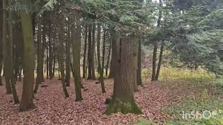 видео: Ботанический сад.  картинка: Ботанический сад.