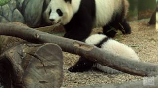 Panda Cubs 2016: Day 164