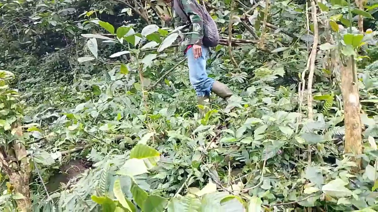 perjalanan untuk menyetek kopi di hutan #Belajar Bertani Pedesaan #kopi lokal gunung ungaran