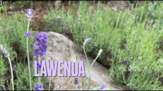 LAWENDA: z siewu, z sadzonki czy gotowa roślina ze szkółki?