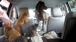 5 abandoned puppies meet their new Momma, Scooby.