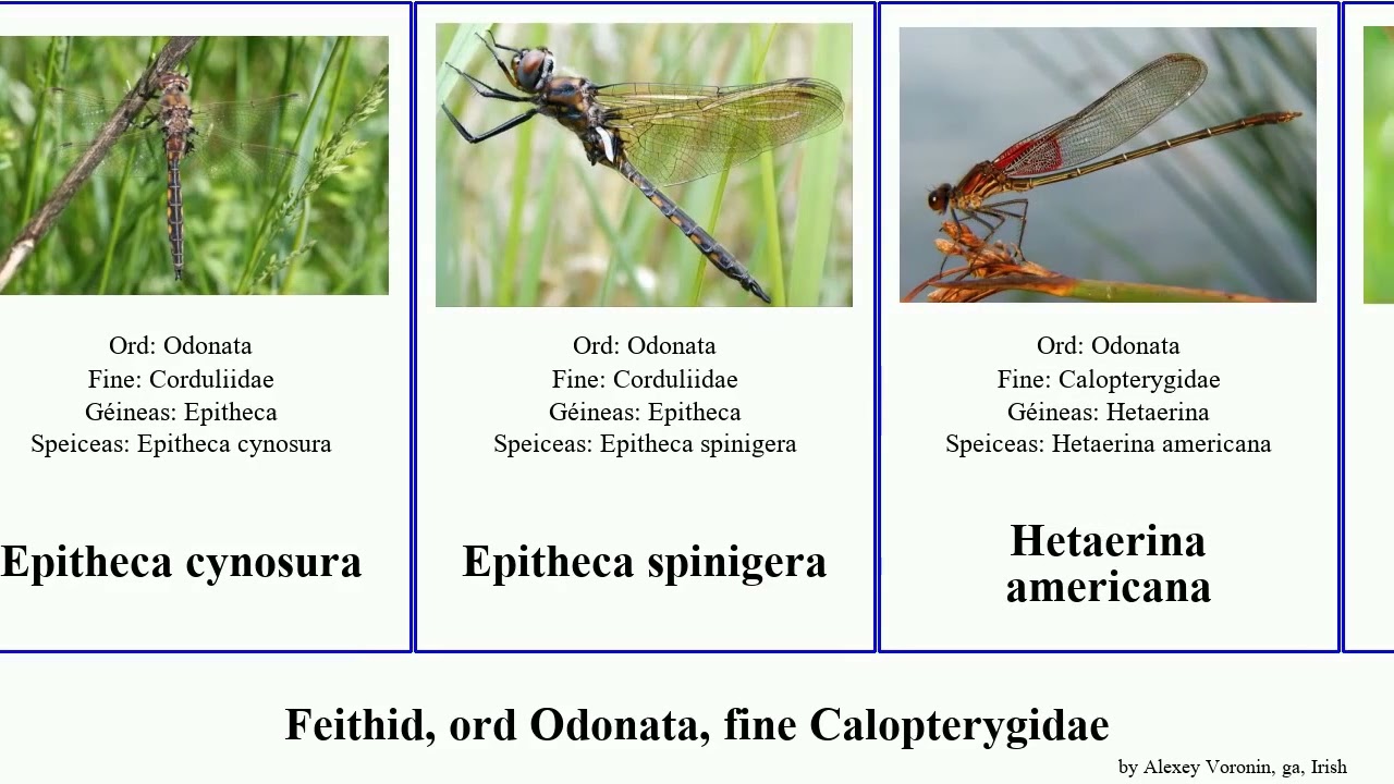 Feithid, ord Odonata, fine Calopterygidae metallica insect americana arctica grandis maculata