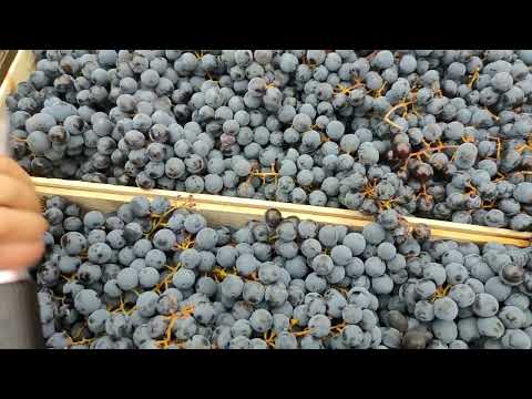 20 октября 2022г. Виноград Саперави. Сахар 24-25. Можно купить в Санкт-Петербурге.